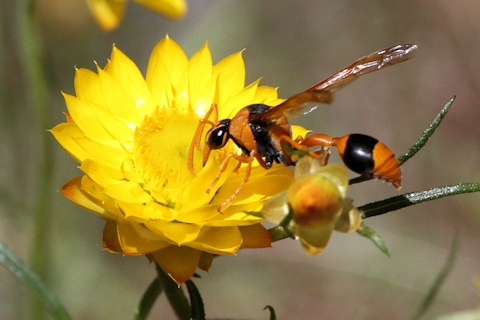 Orange Potter Wasp (Eumenes latreilli)